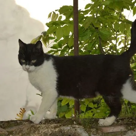 Palazzo Jannoni Apartment *