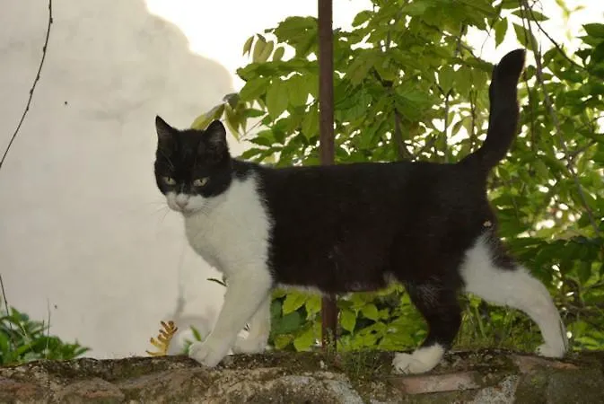 Palazzo Jannoni Apartment *